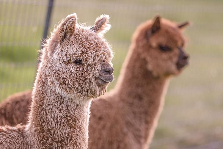 Alpacas